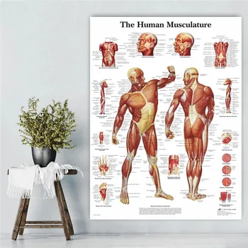 Platno Slikarstvo Človeške Anatomije Mišice Sistem Umetnosti Plakatov, Tiskanje Telo Zemljevid, Platno Stenske Slike za Znanost Medicine Spalnica Dekor