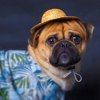 Poletje Pet Skp Pes, Mačka Slamnik Pokrivala Pribor Francoski Buldog Pug Sunbonnet Foto Rekviziti