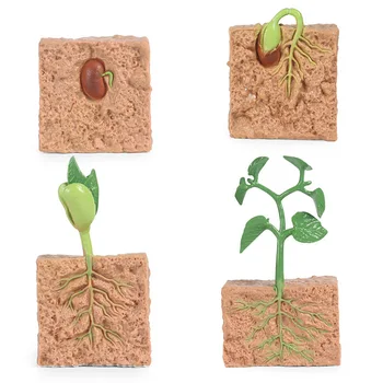 Simulacija Rast Rastlin, Model Semena, Soja Rast Cikla Izobraževanja V Zgodnjem Otroštvu Spoznavno Igrača Darilo