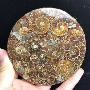 Naravni ammonites fosili izrastek plošče kristalno jade Morskih školjk Madagaskar mineralnih vzorcev