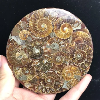 Naravni ammonites fosili izrastek plošče kristalno jade Morskih školjk Madagaskar mineralnih vzorcev