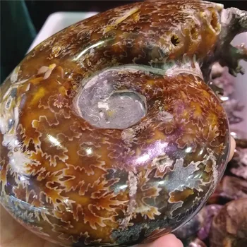 Visoko Kakovost Naravnega ammonite fosilnih kamna za Kristalno surovega kamna Edinstveno quartz Crystal Fosilne Energije okraski Mineralnih Vzorec