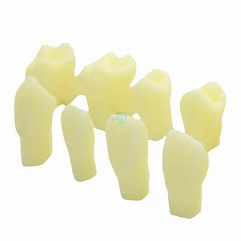 Dental Lab 5:1times Zobni Simulacije Zob Poučevanja Model Simulira Delcev Model